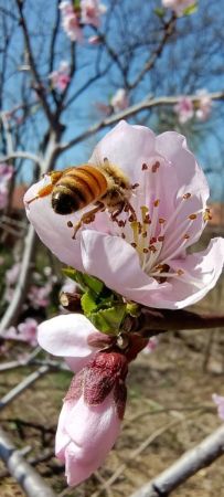 野蜂飞舞